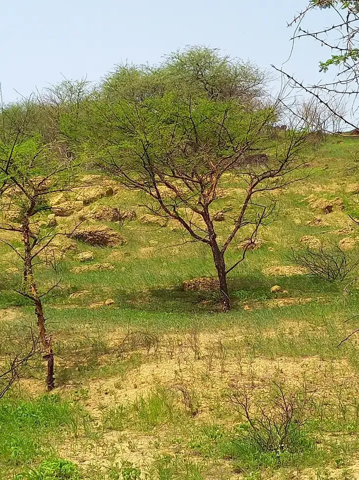A low, wide-canopied, thorny acacia tree growing on a grassy, sandy hillside, with a smaller sapling in the foreground.