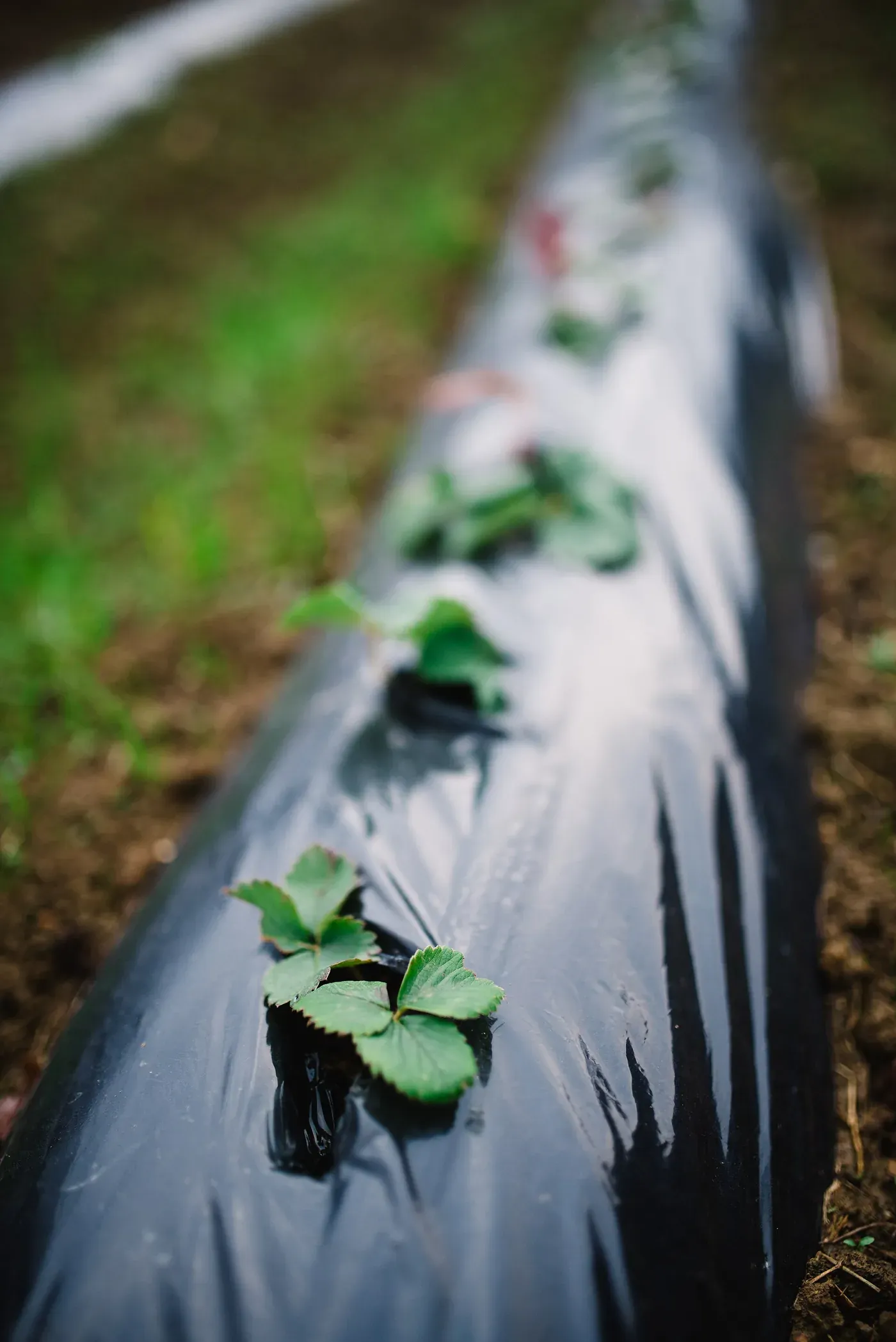 Rows of young strawberry seedlings growing through slits in a black plastic mulch film laid over raised soil beds in a field.