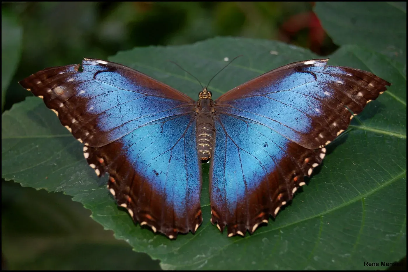 A blue morpho butterfly with wings fully spread, showing brilliant iridescent blue wing surfaces edged in dark brown, resting on a large green leaf.