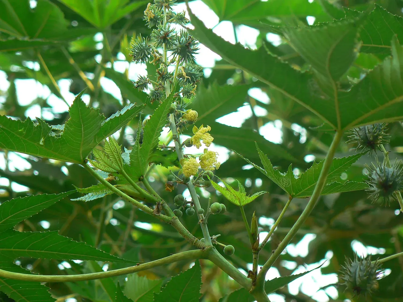 A castor bean plant with large, deeply lobed dark green leaves and spiky reddish seed pods clustered near the top of the stem.