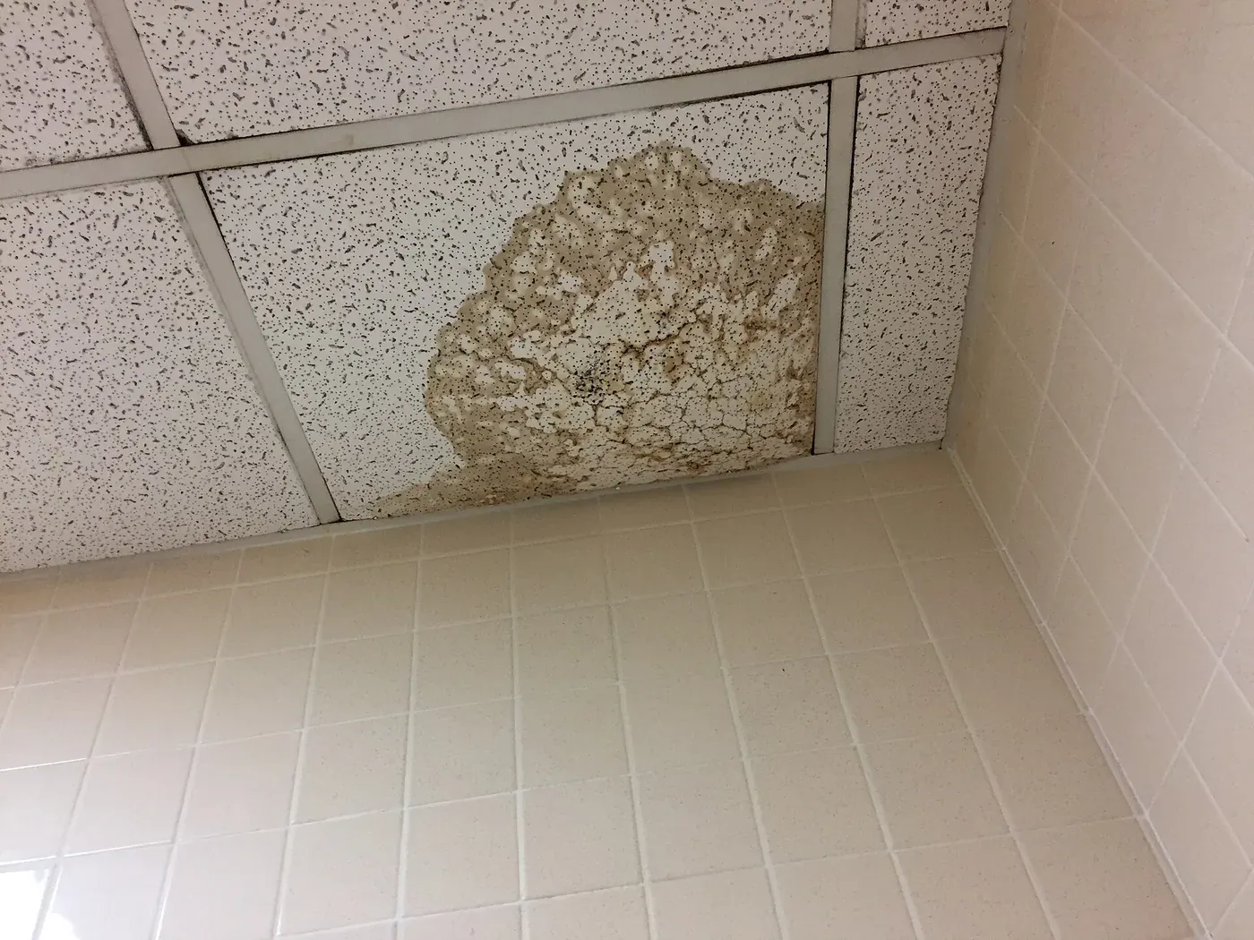 A water-stained, cracked patch of dark brown discolouration spreading across white ceiling tiles above a tiled bathroom corner.