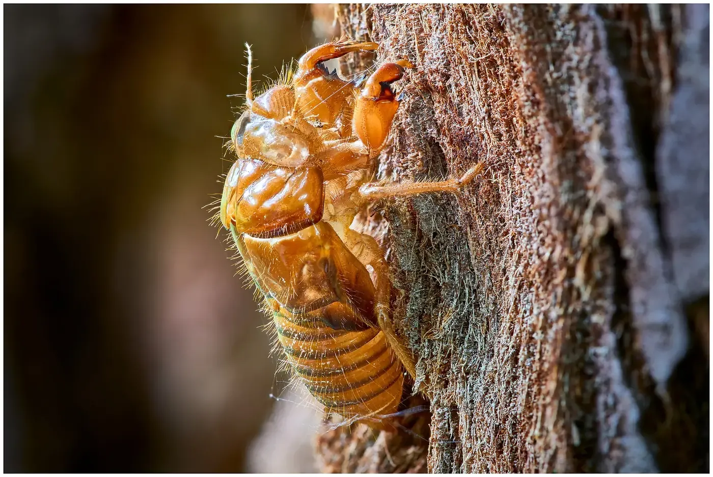 A translucent, amber-colored, empty cicada exoskeleton still gripping the bark of a tree with its clawed legs, left behind after the adult insect emerged.