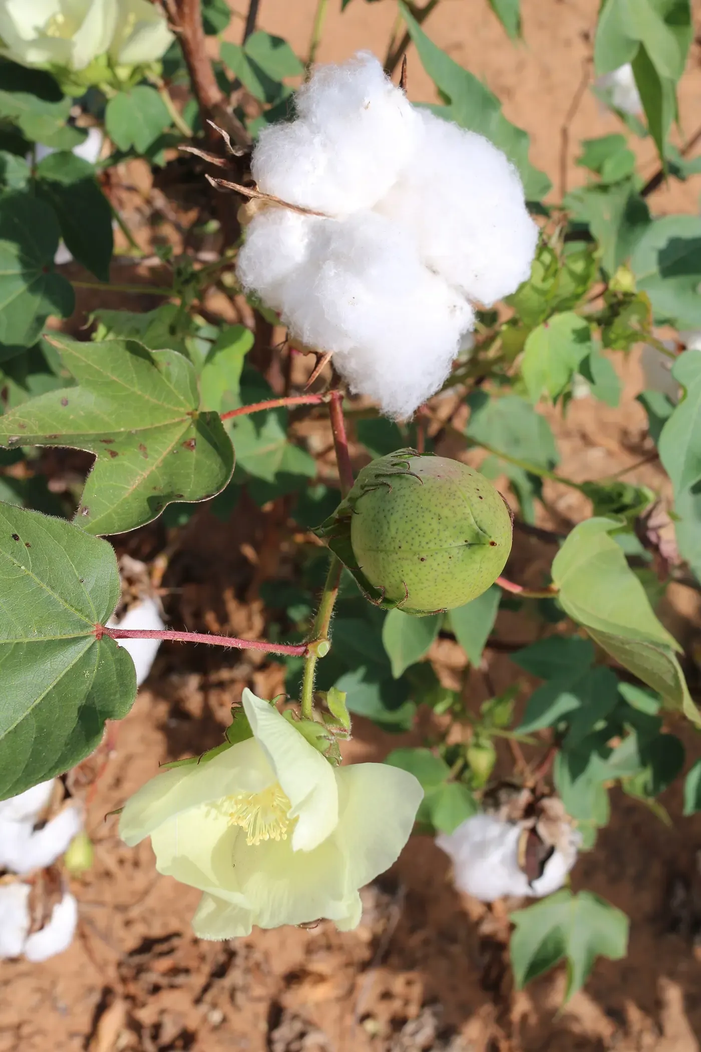 A cotton plant with an open white boll of fiber, an unopened green seed pod, and a pale yellow flower, growing among green leaves.