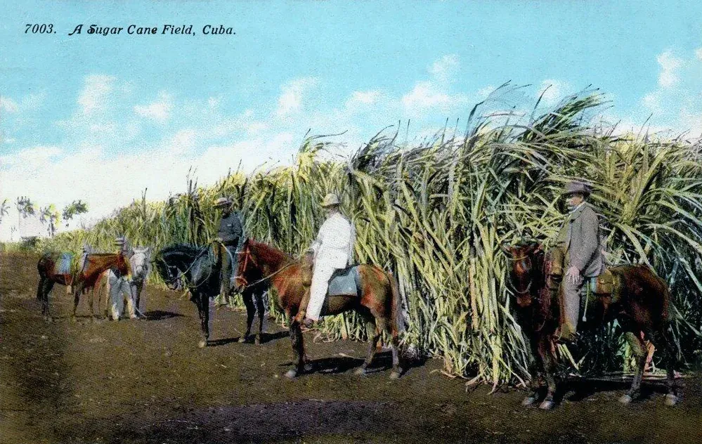 A tinted postcard photograph of men on horseback beside a tall stand of harvested sugar cane stalks in a Cuban field.