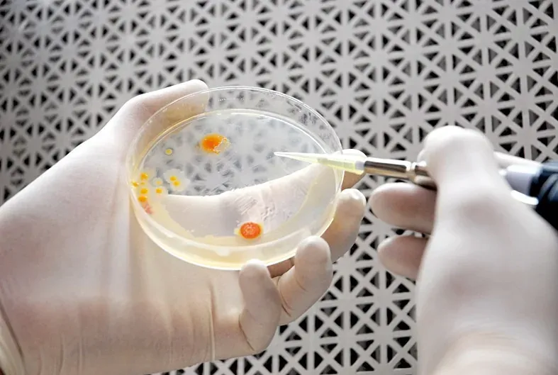 Two gloved hands holding a petri dish with several small orange and cream colonies, while a pipette held by a second gloved hand touches one colony.