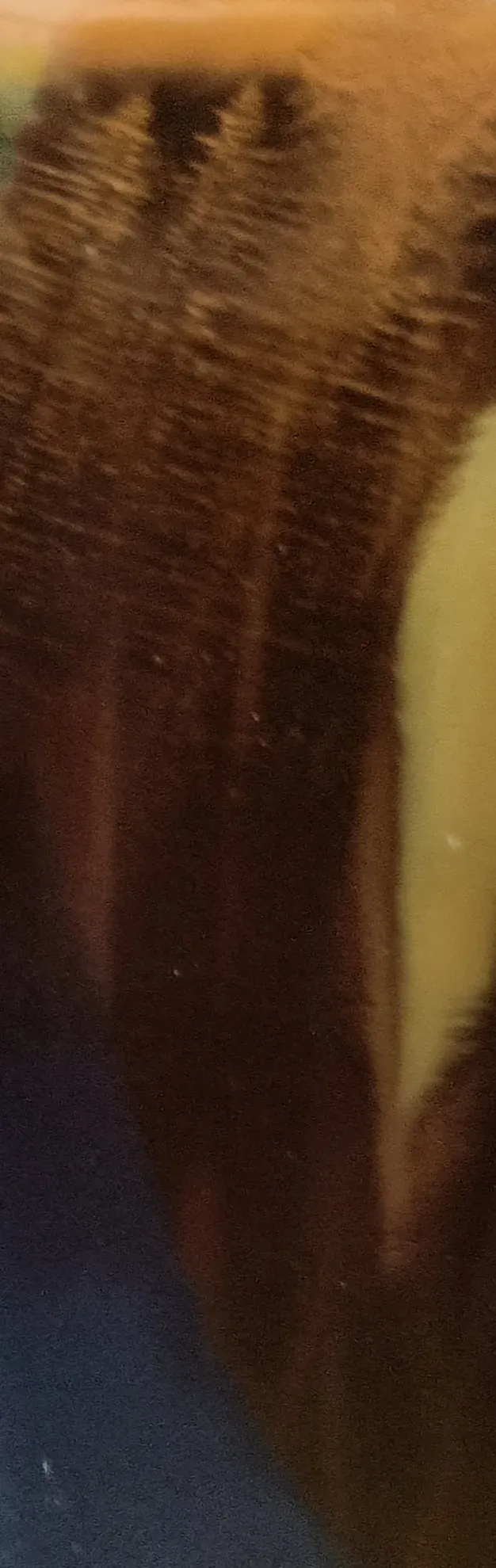 A close, slightly out-of-focus view of pale needle-like crystals lining the inside of an amber glass bottle.