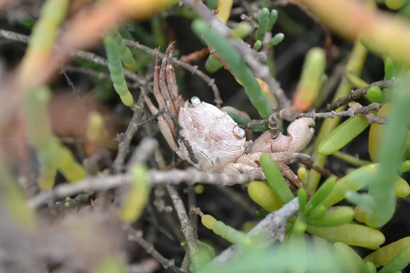 A pale, patterned crab sheltering among dry twigs and green succulent shoots in a coastal marsh.