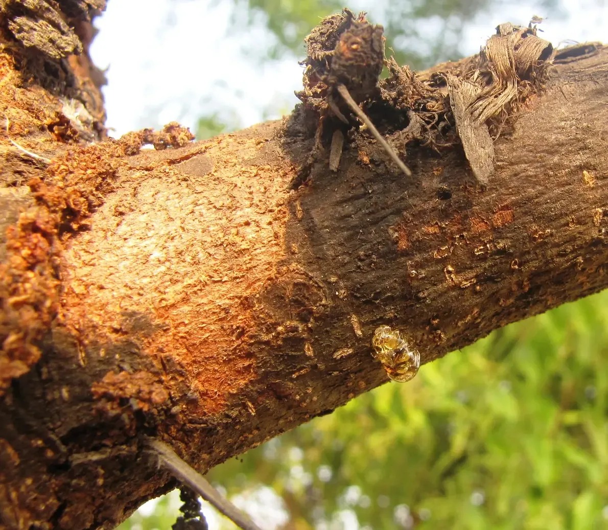 A close-up of a tree branch with rough, reddish bark, from which a translucent amber-colored bead of gum is oozing.