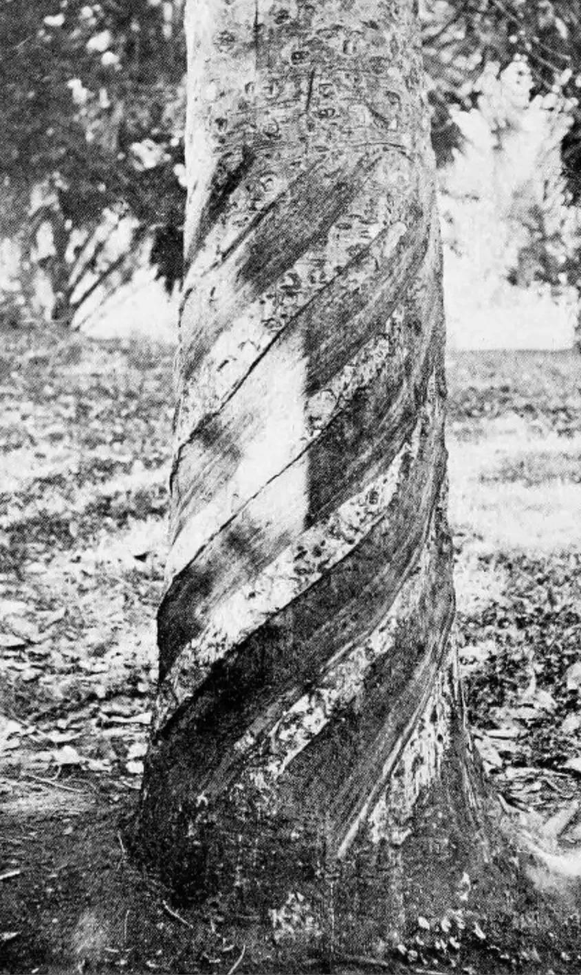A black-and-white photograph of a rubber tree trunk scored with a spiral cutting pattern, with a collecting cup fixed to the bark at the base of the cut.