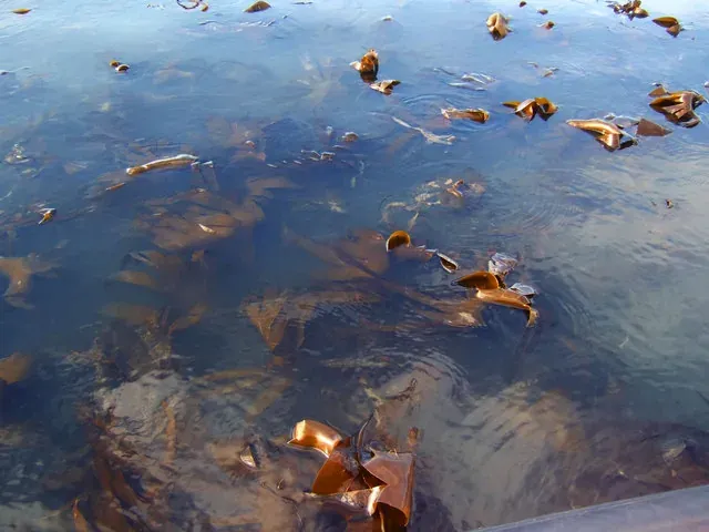 Fronds of brown kelp seaweed floating just beneath the surface of shallow, clear coastal water.