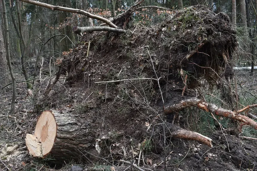 A storm-toppled pine tree lying on a forest floor, its rootball and soil-covered roots exposed, with a freshly sawn cross-section of the trunk visible in the foreground.