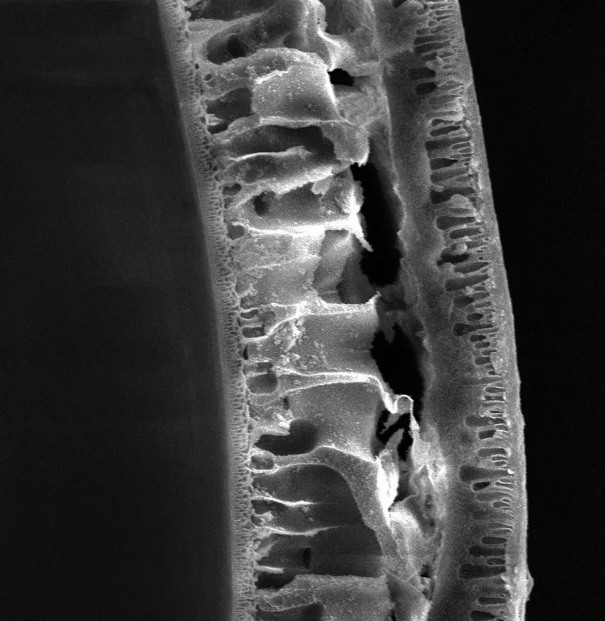 A black-and-white scanning electron micrograph of a hollow fiber wall in cross-section, showing a dense outer skin over an open, finger-like porous interior.