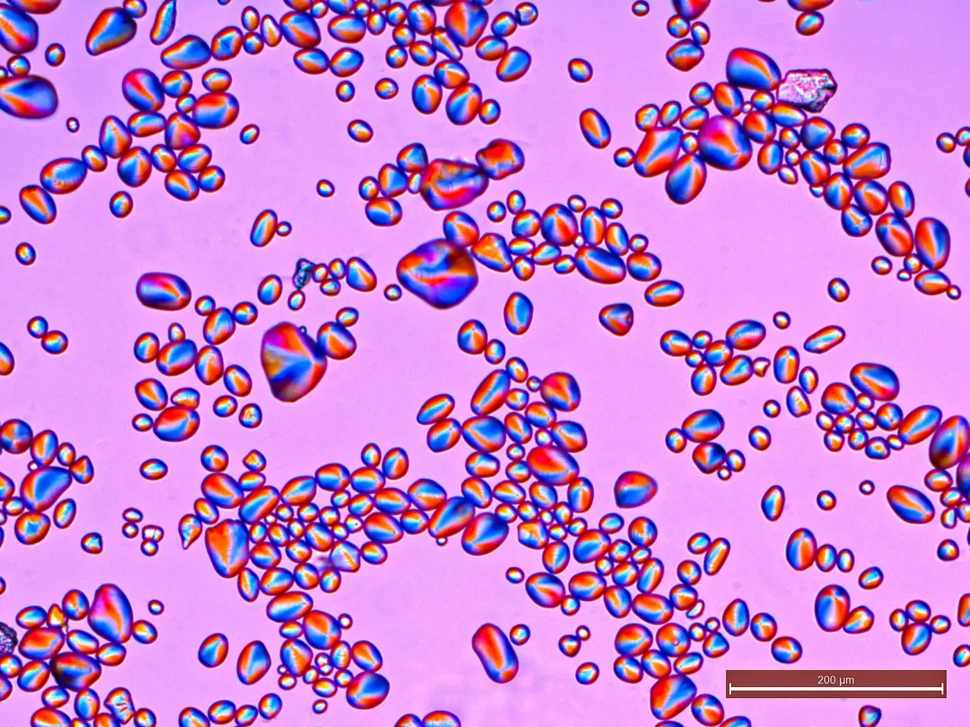 Micrograph of many rounded, translucent potato starch granules under polarized light, each showing a bright four-armed cross of interference colors against a pink background.