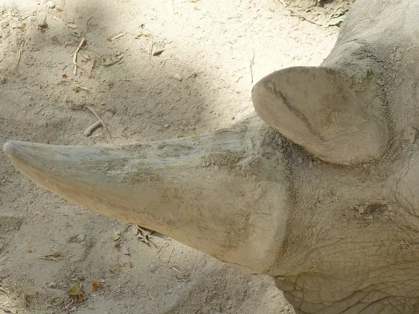 A close-up side view of a rhinoceros's two horns, tapered and ridged, growing from its snout.