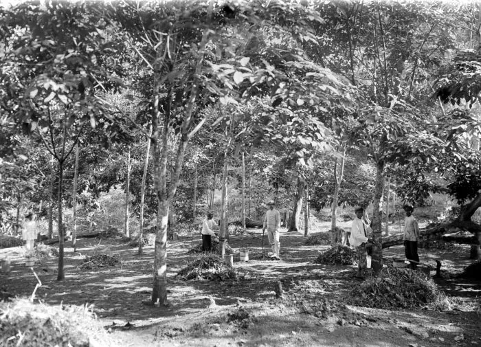 Workers among a grove of young rubber trees, collecting tapped latex into containers set at the base of each trunk, dappled sunlight coming through the canopy.