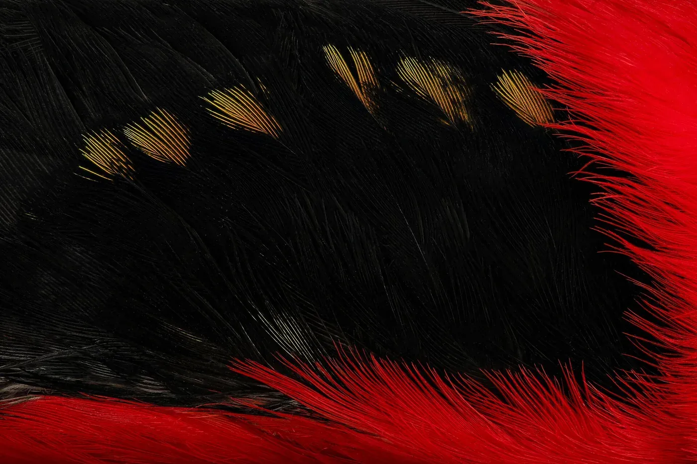 An extreme close-up of a bird feather, showing the fine parallel barbs of jet-black plumage bordered by a band of vivid red, with small gold-tipped covert feathers along the edge.