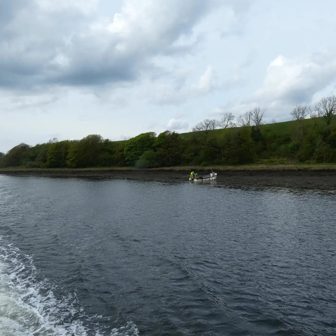 Two people in a small open boat harvesting seaweed from the muddy shoreline of a wide, calm river estuary, framed by trees and green hills.