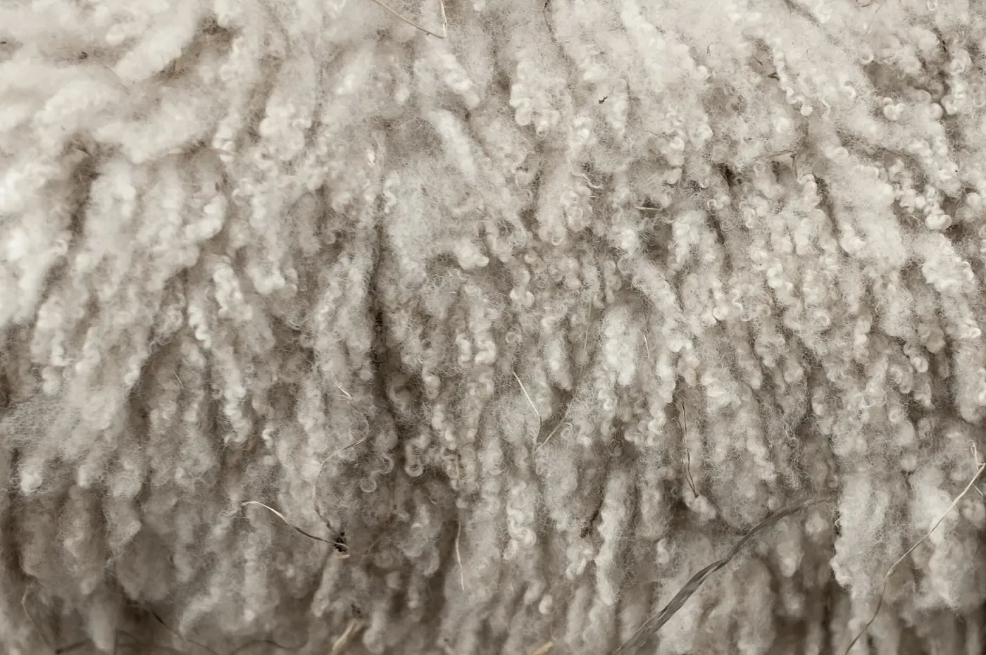 A dense mass of naturally curly, cream-colored sheep's wool, tightly packed into ringlets.