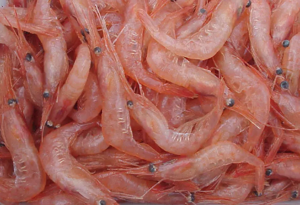 A dense pile of small pink and translucent whole shrimp, seen from directly above, filling the entire frame.