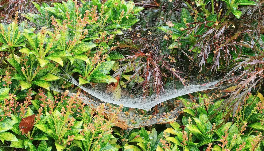 A large, densely woven sheet spider web, beaded all over with fine water droplets, spread across green shrubbery.