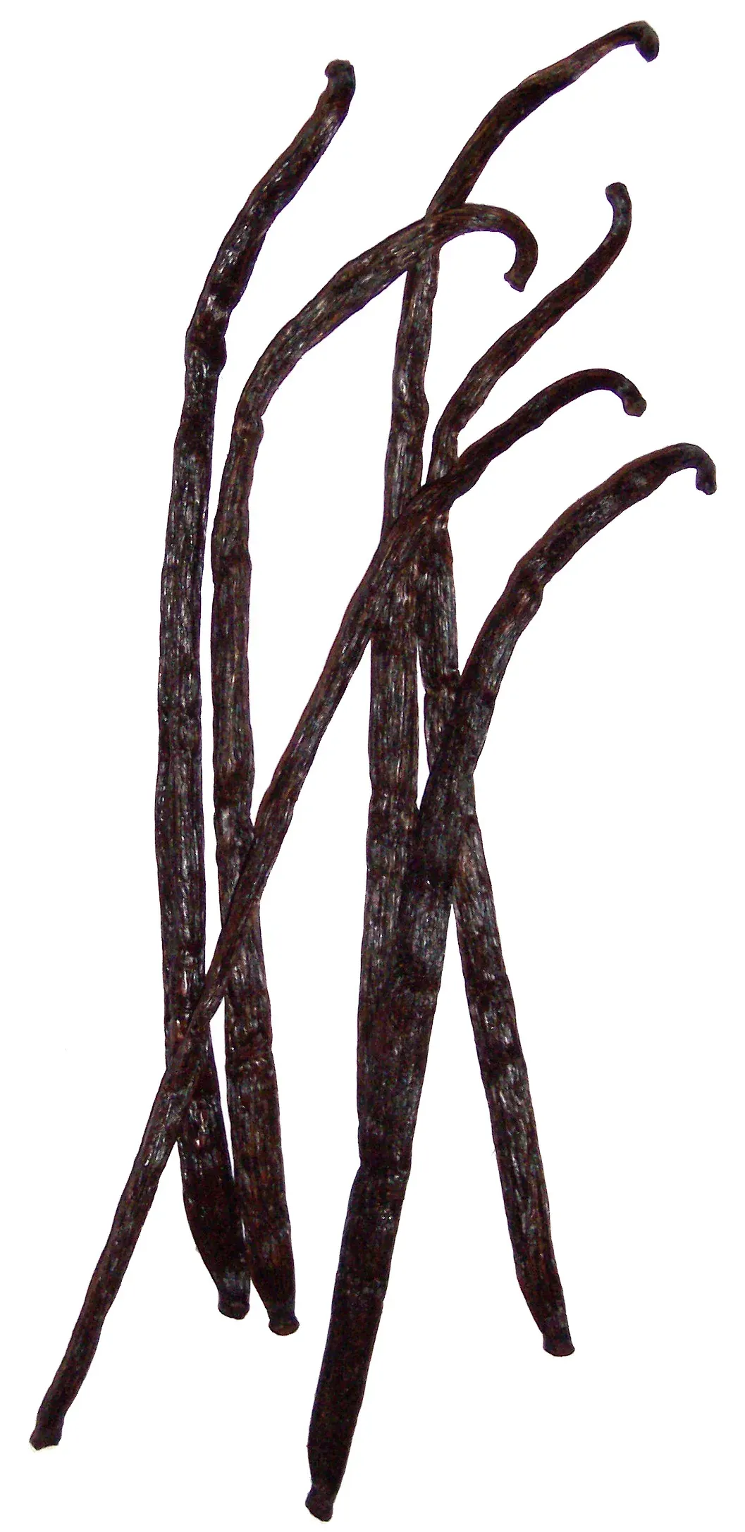 Several long, dark brown, cured vanilla bean pods, twisted and curling, laid out against a plain white background.