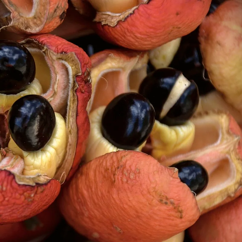 Ripe ackee pods split open, showing the glossy black seeds and creamy yellow arils inside the red husks