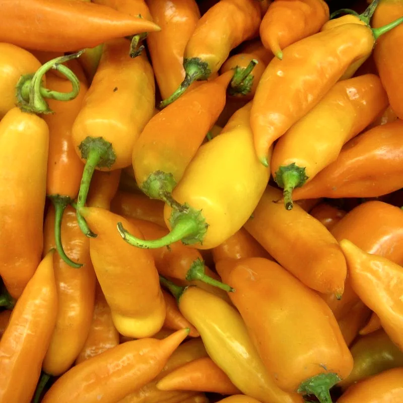 A pile of fresh orange-yellow aji amarillo chilli peppers