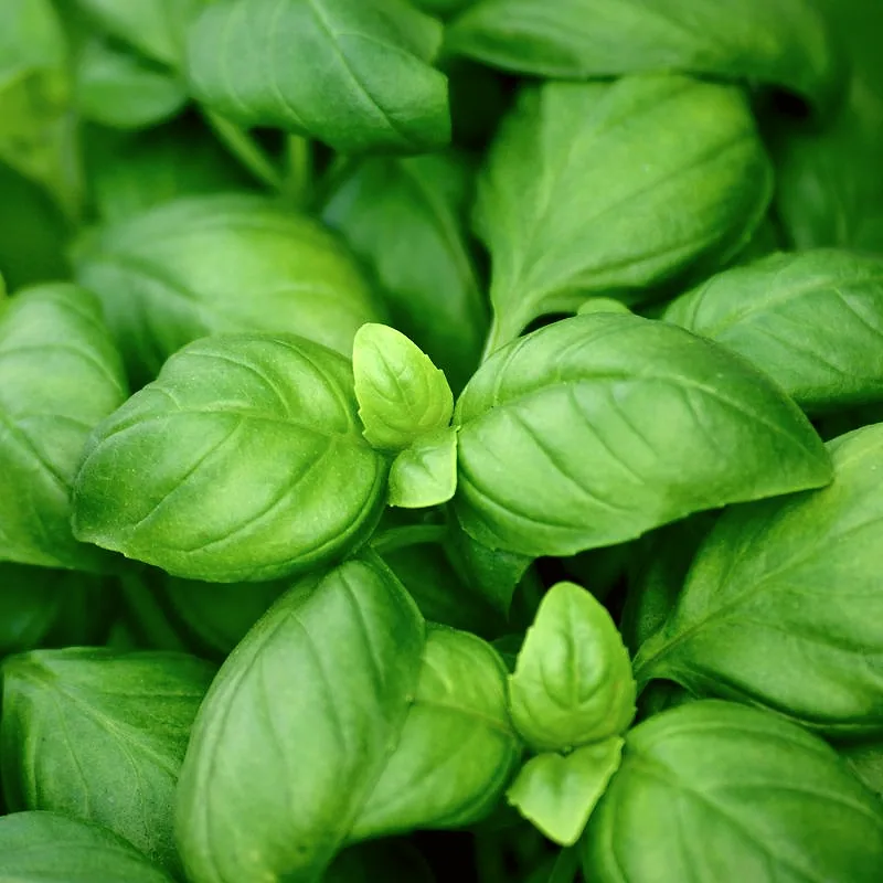 Fresh basil, its broad leaves growing in opposite pairs