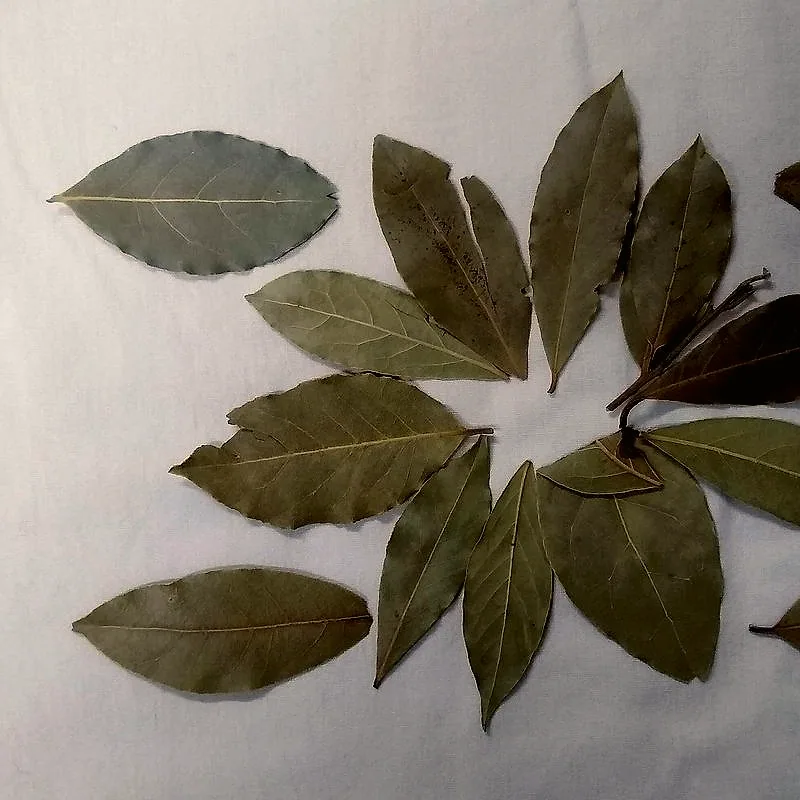 Dried bay leaves arranged in a circular pattern