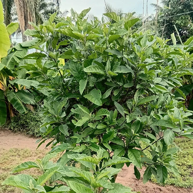 A bushy bitterleaf plant with dense, deeply veined green leaves