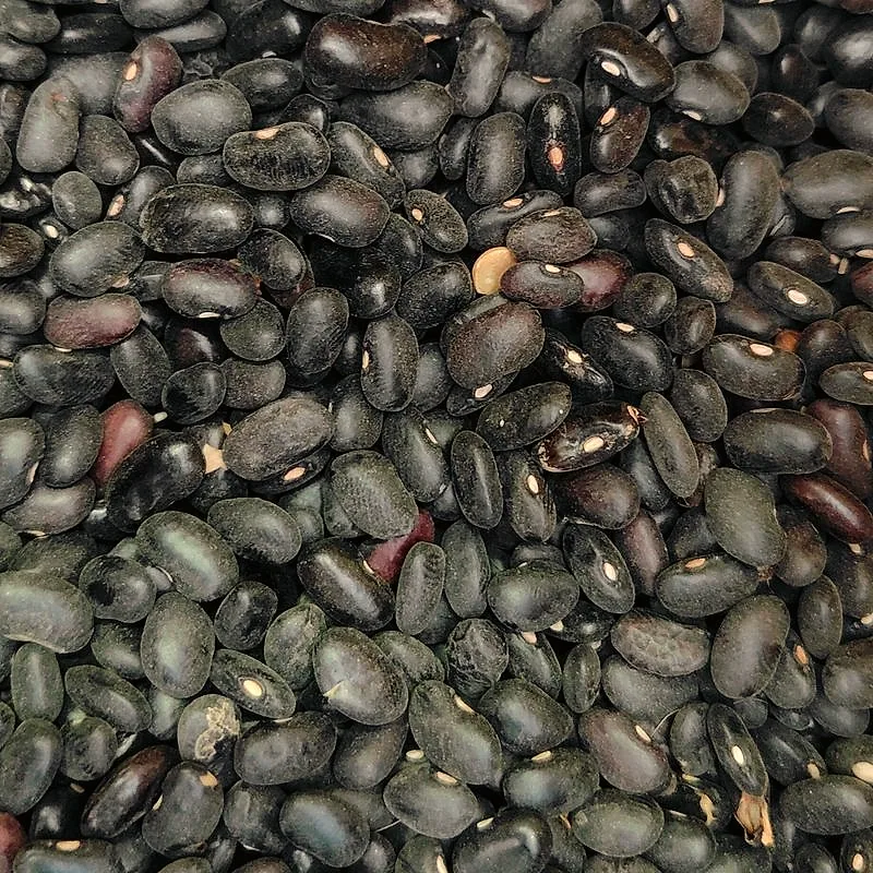 A close view of dried black turtle beans