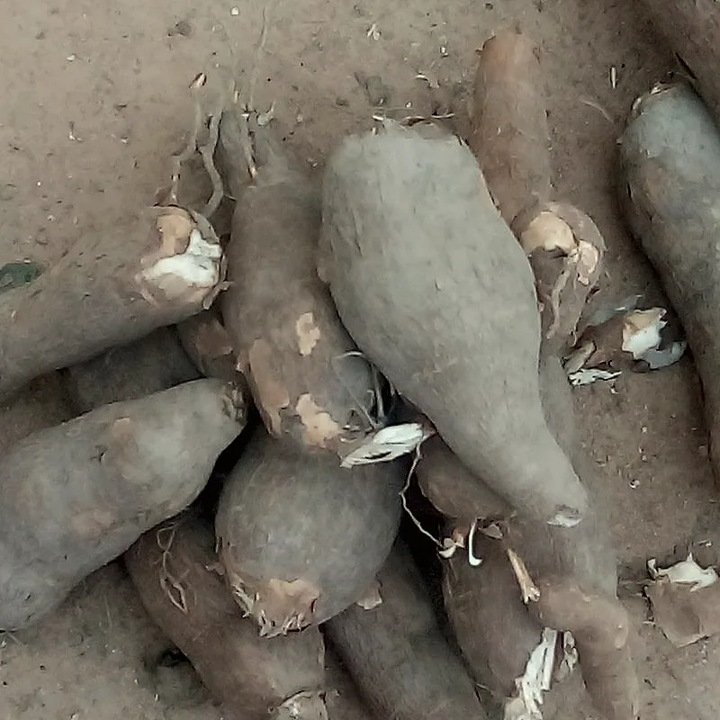 A pile of freshly dug, unpeeled cassava tubers