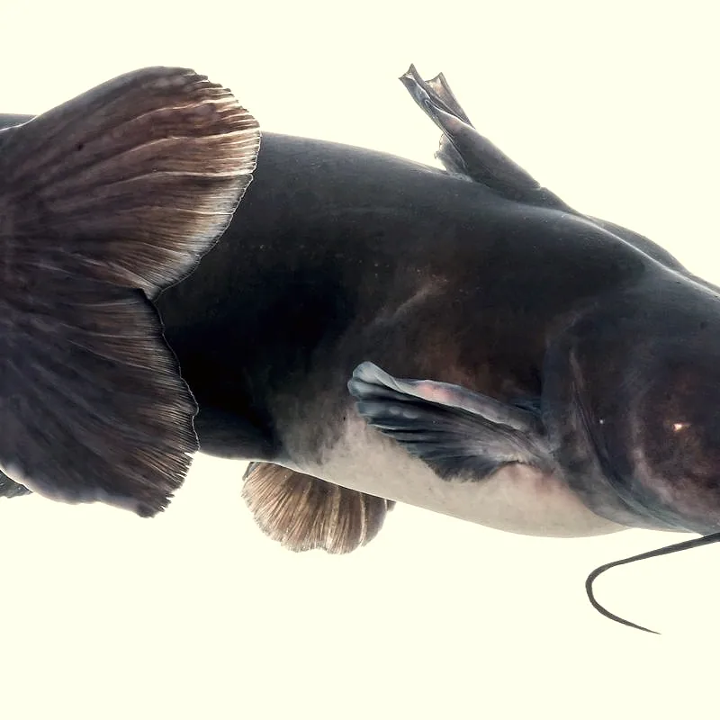 A close-up of a channel catfish showing its dark grey-brown skin, broad fanned tail fin and barbels