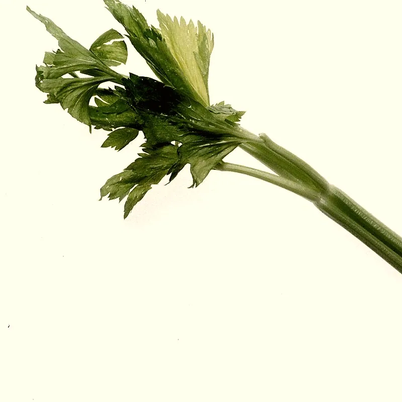 A stalk of celery with leaves attached
