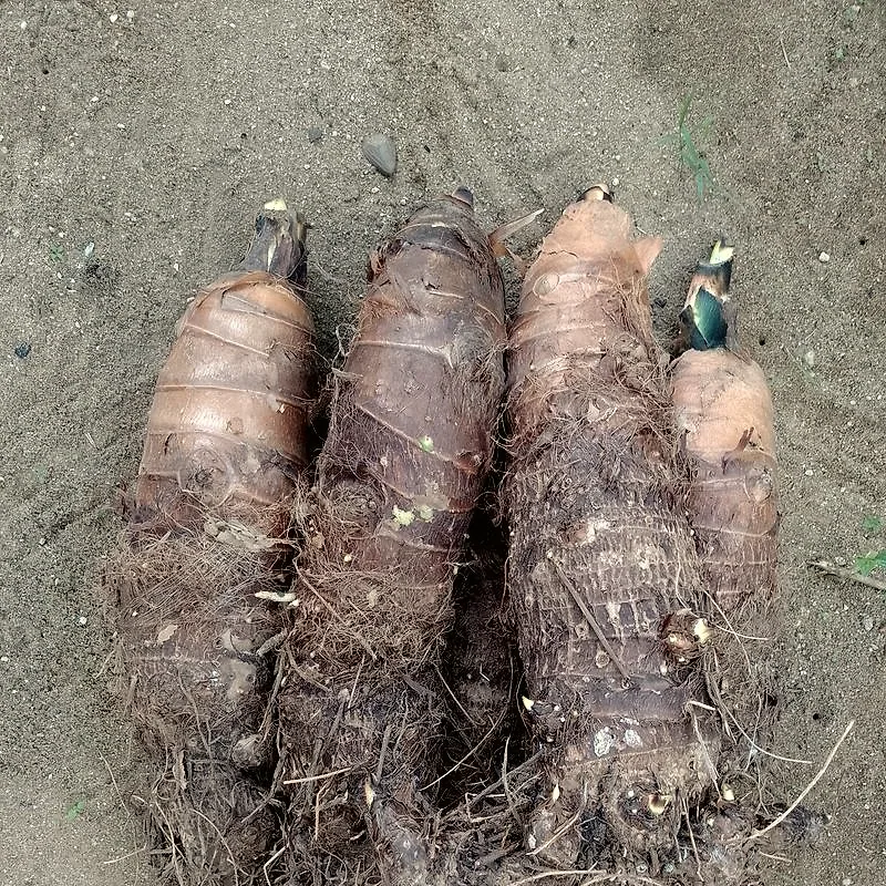 Freshly dug, unpeeled cocoyam tubers with their fibrous roots still attached
