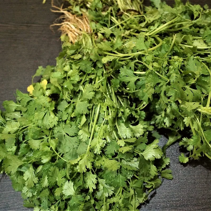 Bunches of fresh coriander, their flat leaves deeply lobed