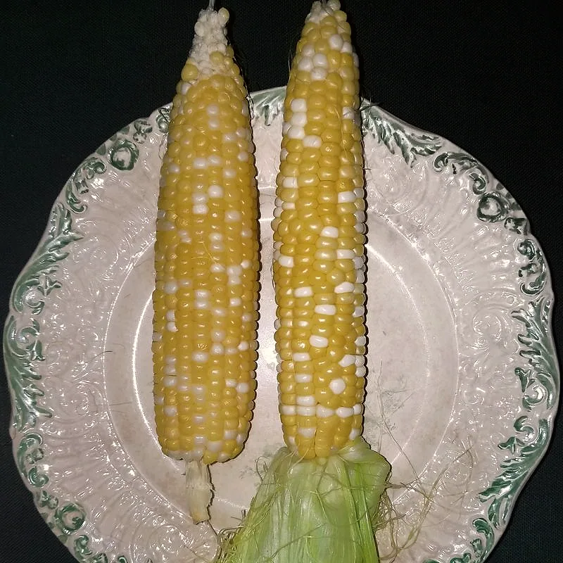 Two cooked corn cobs with plump yellow and white kernels