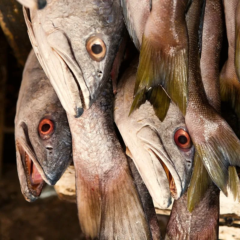 Whole raw corvina (white seabass) hanging at a fish market