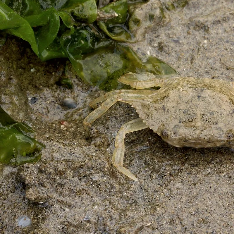 A blue crab (Callinectes sapidus) on wet sand