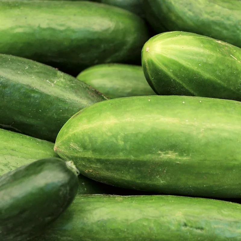 A close pile of whole green cucumbers