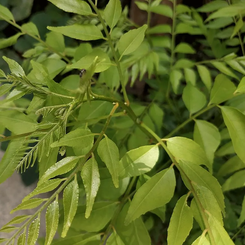 Fresh green curry leaf sprigs on the branch
