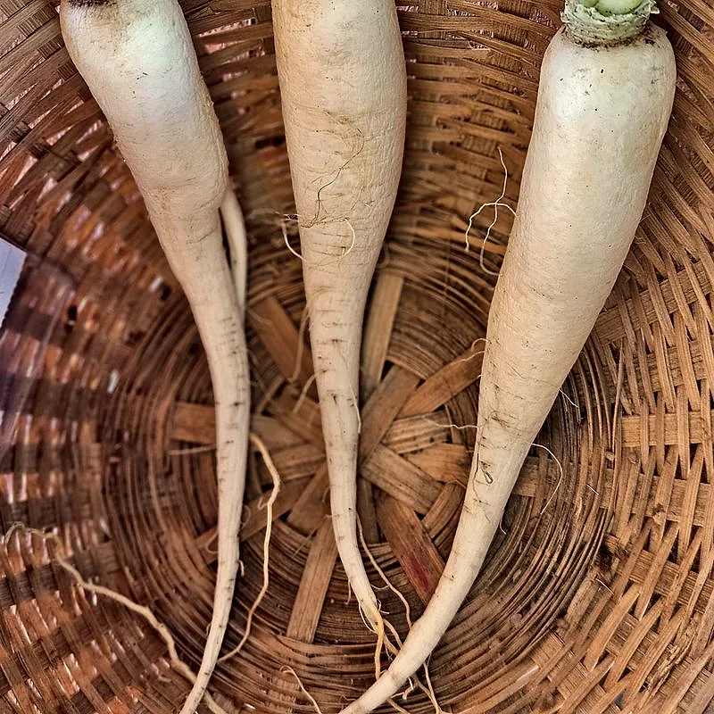 Three long white daikon radishes with root hairs, freshly harvested and resting in a woven basket