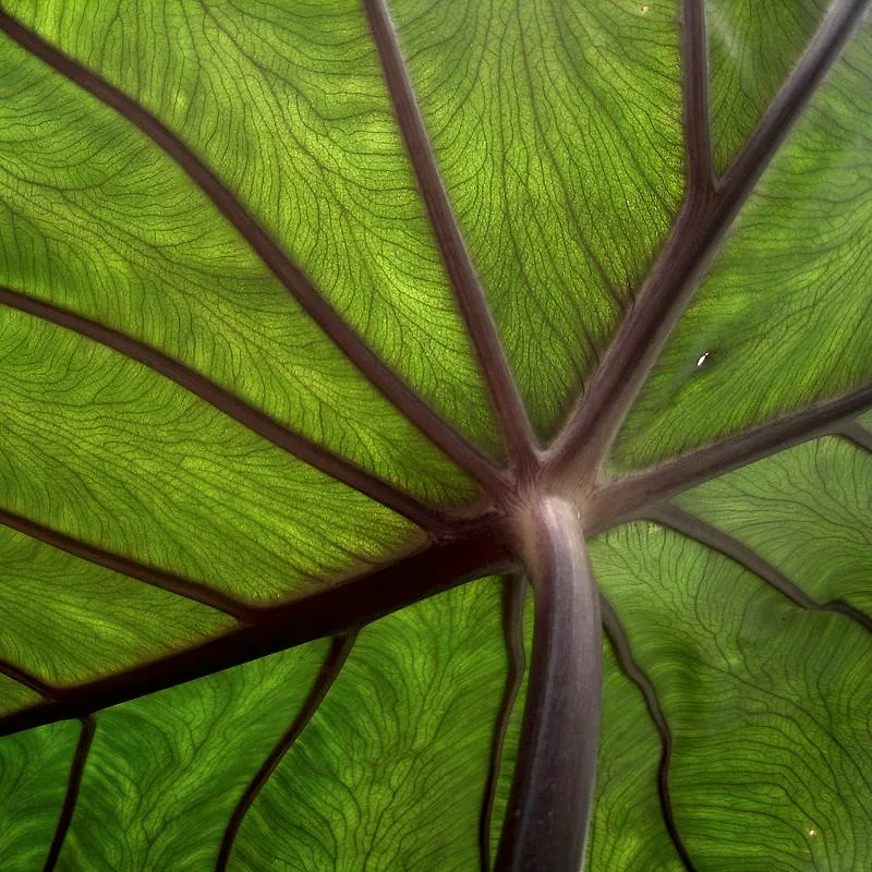 A close-up of the underside of a dasheen (taro) leaf, backlit to show its dark veins branching across the bright green leaf