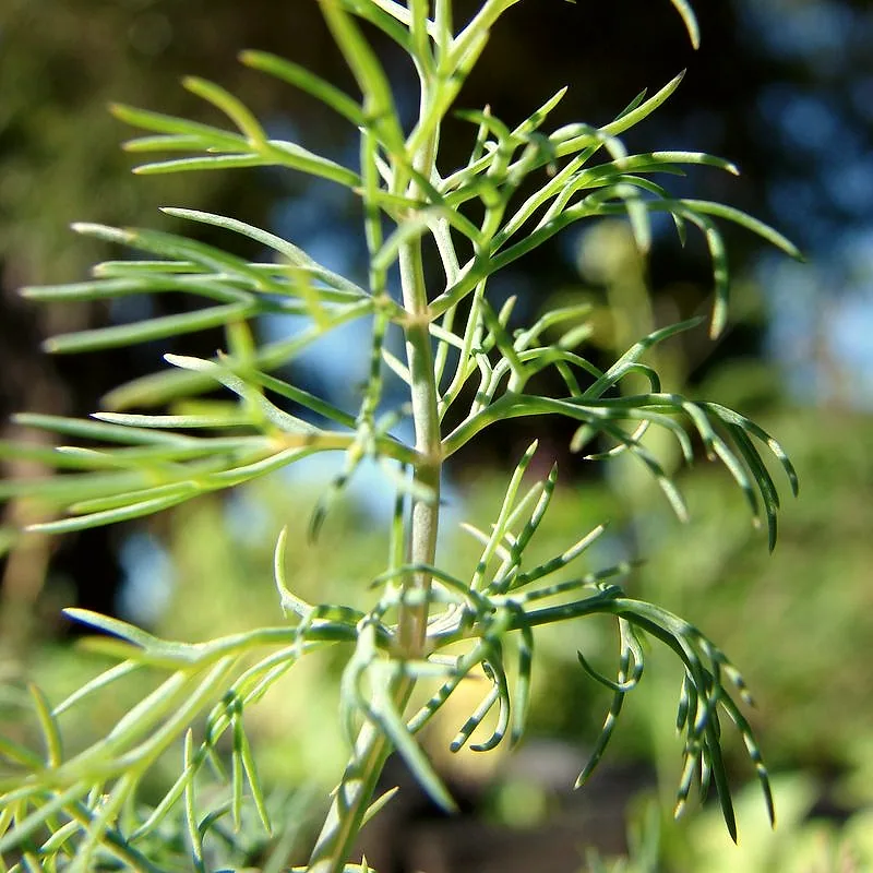 Feathery dill fronds on the growing plant