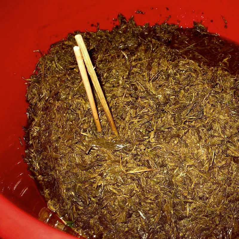 A bowl of plain fermented tea leaves, chopped and glossy, unmixed with any other ingredients