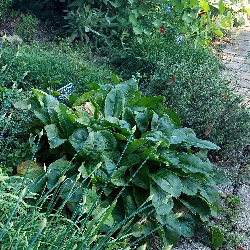 A dense clump of growing garlic chives, flat green leaves in a bed
