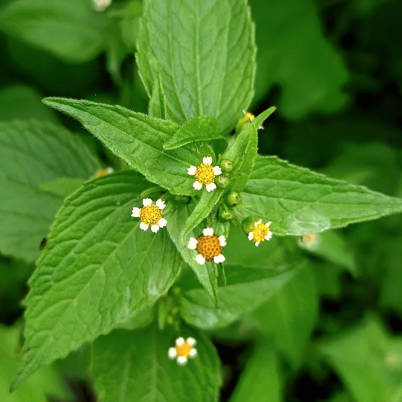 Close-up of fresh guascas herb leaves with small white and yellow daisy-like flowers