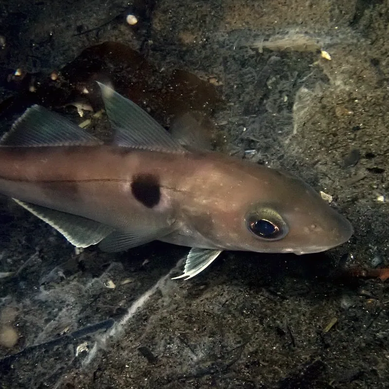 A live haddock resting on the seabed, showing its dark lateral line and the dark blotch behind its gill