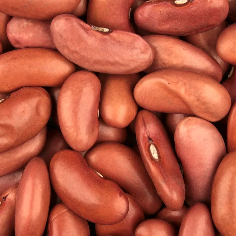 Close-up of dried red kidney beans piled together