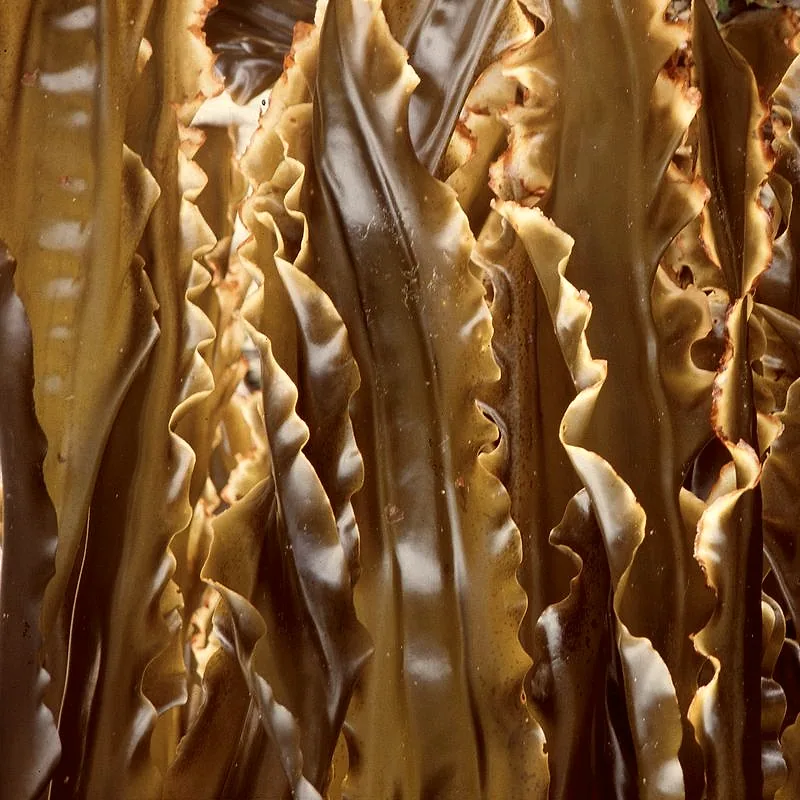 Long dark strands of kombu kelp hanging to dry